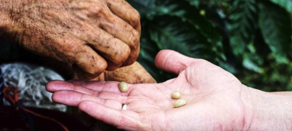 closeup of hands transferring coffee beans